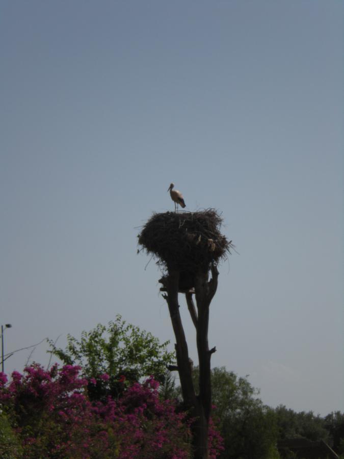Appart Avec Vue Jardin/Majorelle Marrakesch Exterior foto