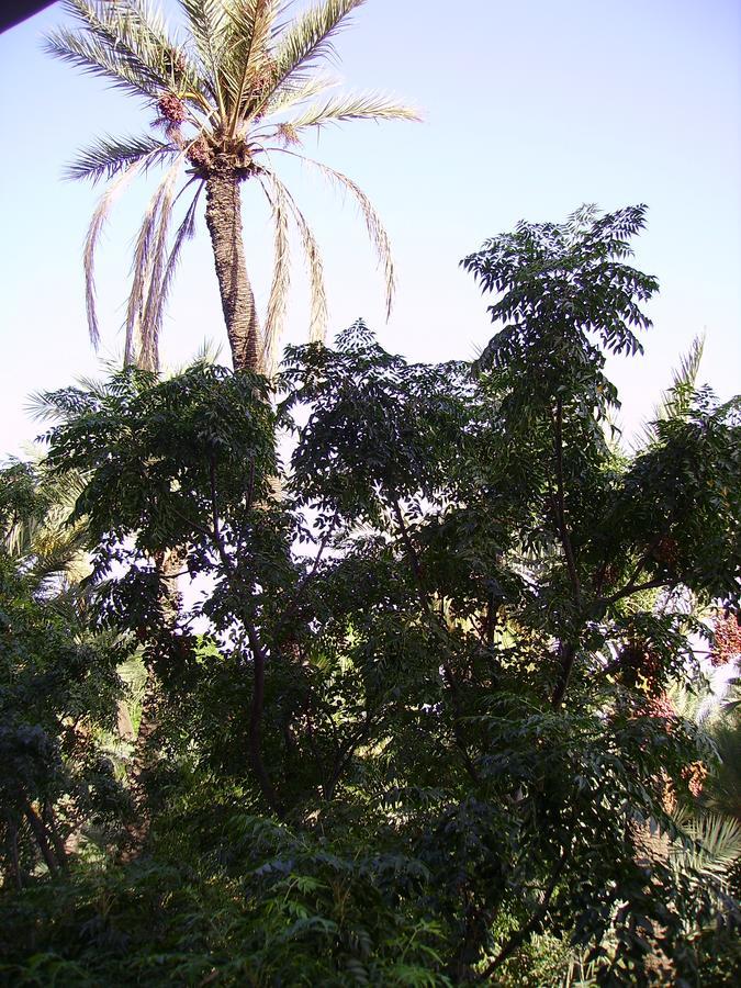 Appart Avec Vue Jardin/Majorelle Marrakesch Exterior foto