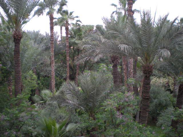 Appart Avec Vue Jardin/Majorelle Marrakesch Exterior foto
